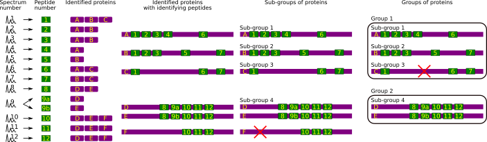 Protein inference: constructing a consolidated protein identifications list