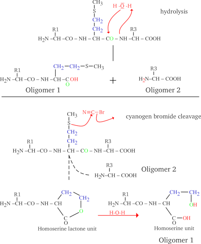 Protein Cleavage by Water and Cyanogen Bromide
